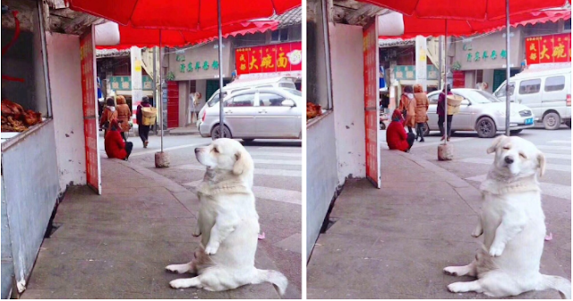 A dog named Bella, abandoned, sat in front of a restaurant for three hours straight, desperately searching for a hero who could help her get a meal.