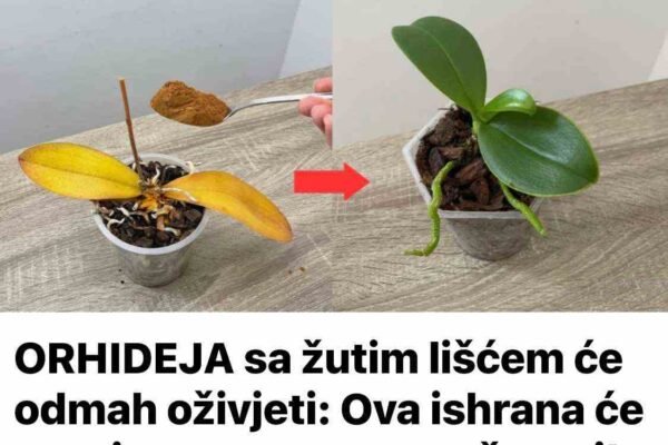 ORHIDEJA sa žutim lišćem će odmah oživjeti: Ova ishrana će vam je garantovano sačuvati! ORHIDEJA sa žutim lišćem će odmah oživjeti: Ova ishrana će vam je garantovano sačuvati!