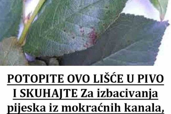 POTOPITE OVO LIŠĆE U PIVO I SKUHAJTE: Za izbacivanja pijeska iz mokraćnih kanala, protiv hroničnog kašlja i bubrežnih bolesti