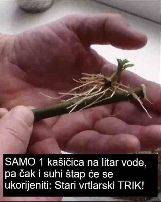 SAMO 1 kašičica na litar vode, pa čak i suhi štap će se ukorijeniti: Stari vrtlarski TRIK!