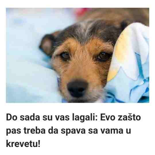 Do sada su vas lagali: Evo zašto pas treba da spava sa vama u krevetu!