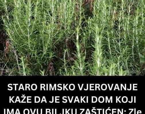 STARO RIMSKO VJEROVANJE KAŽE DA JE SVAKI DOM KOJI IMA OVU BILJKU ZAŠTIĆEN: Zle sile će ga zaobići u velikom luku