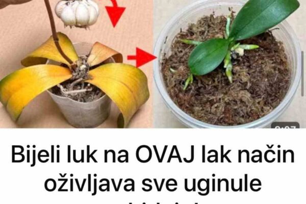 Bijeli luk na OVAJ lak način oživljava sve uginule orhideje!
