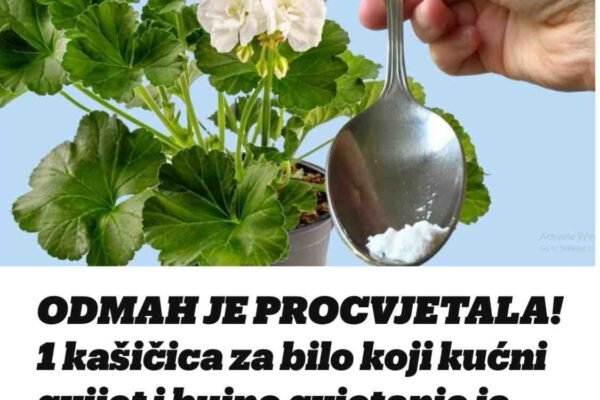 Odmah je procvetao! Samo 1 kašičica bilo kog sobnog cveća će zagarantovano procvetati!