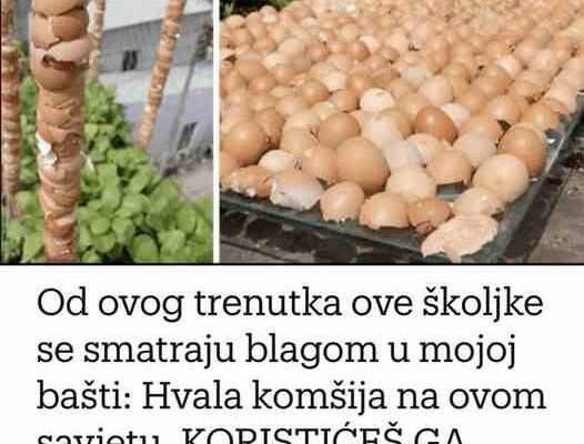 Od ovog trenutka ove školjke se smatraju blagom u mojoj bašti: Hvala komšija na ovom savjetu, KORISTIĆEŠ GA CIJELE SEZONE!