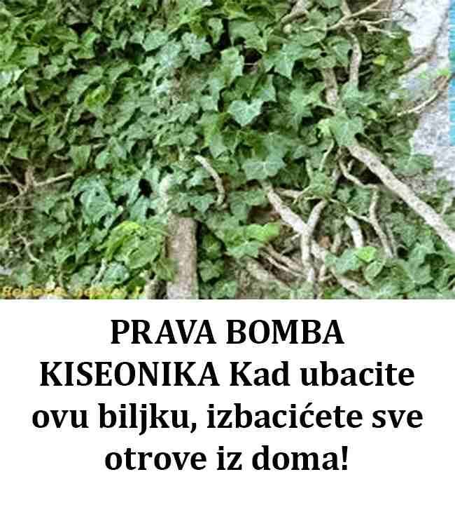 Kad ubacite ovu biljku, izbacićete sve otrove iz doma!