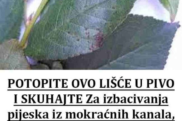 POTOPITE OVO LIŠĆE U PIVO I SKUHAJTE: Za izbacivanja pijeska iz mokraćnih kanala, protiv hroničnog kašlja i bubrežnih bolesti