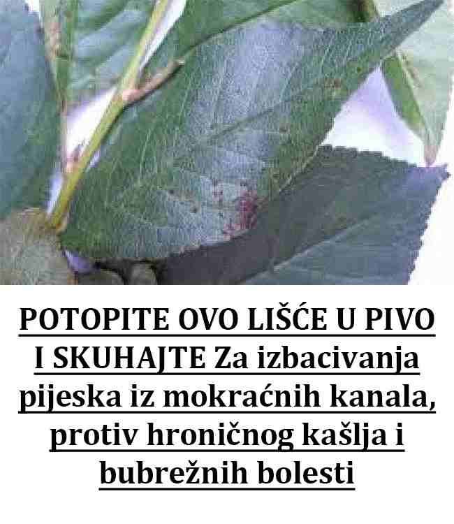 POTOPITE OVO LIŠĆE U PIVO I SKUHAJTE: Za izbacivanja pijeska iz mokraćnih kanala, protiv hroničnog kašlja i bubrežnih bolesti