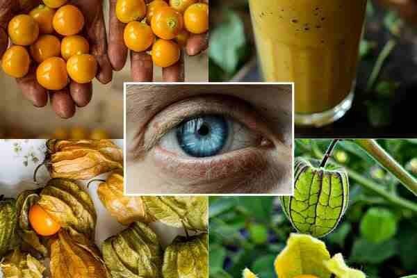 Zlatne bobice (Physalis peruviana): supervoće za vid, imunitet i cjelokupno zdravlje Zlatne bobice (Physalis peruviana): supervoće za vid, imunitet i cjelokupno zdravlje