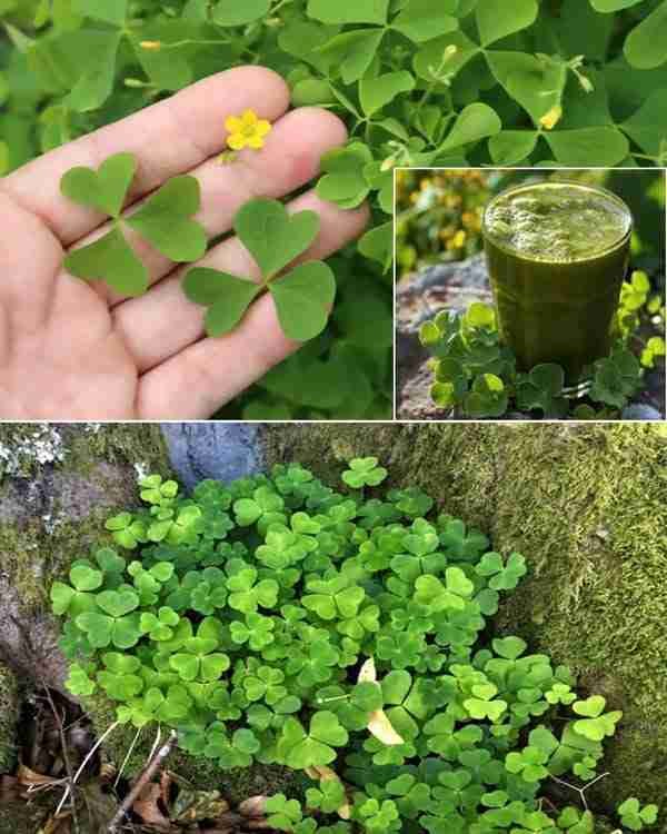 Prednosti i upotreba drvene kiselice