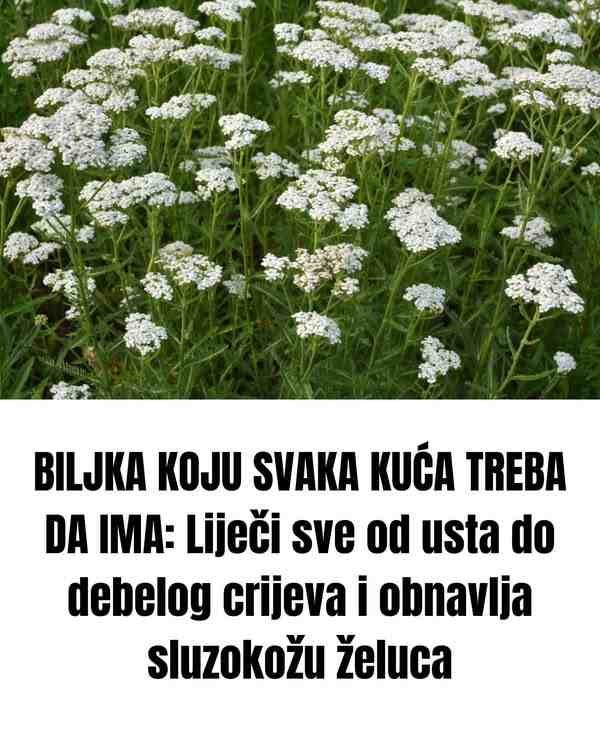 BILJKA KOJU SVAKA KUĆA TREBA DA IMA: Liječi sve od usta do debelog crijeva i obnavlja sluzokožu želuca