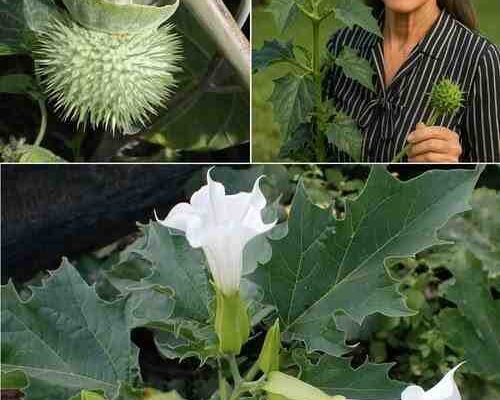 Datura Stramonium: Enigmatična biljka jabuke trn