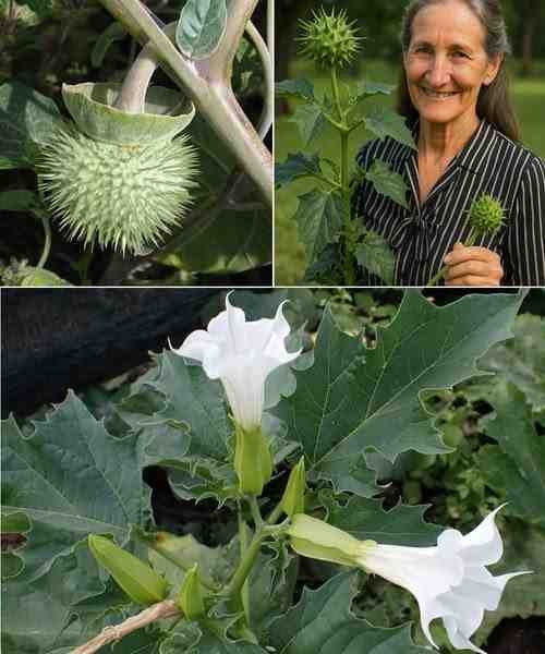 Datura Stramonium: Enigmatična biljka jabuke trn
