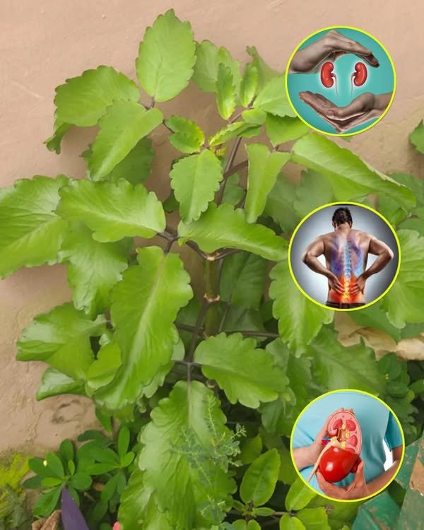Bryophyllum Calycinum (Kalanchoe Pinnata): prednosti i upotreba