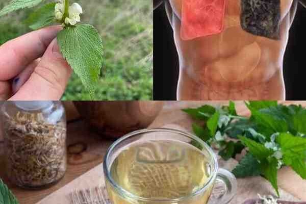 Bijela mrtva kopriva (Lamium album): 10 moćnih blagodati i domaća upotreba Bijela mrtva kopriva (Lamium album): 10 moćnih blagodati i domaća upotreba