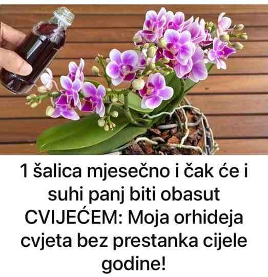 1 šalica mjesečno i čak će i suhi panj biti obasut CVIJEĆEM: Moja orhideja cvjeta bez prestanka cijele godine!