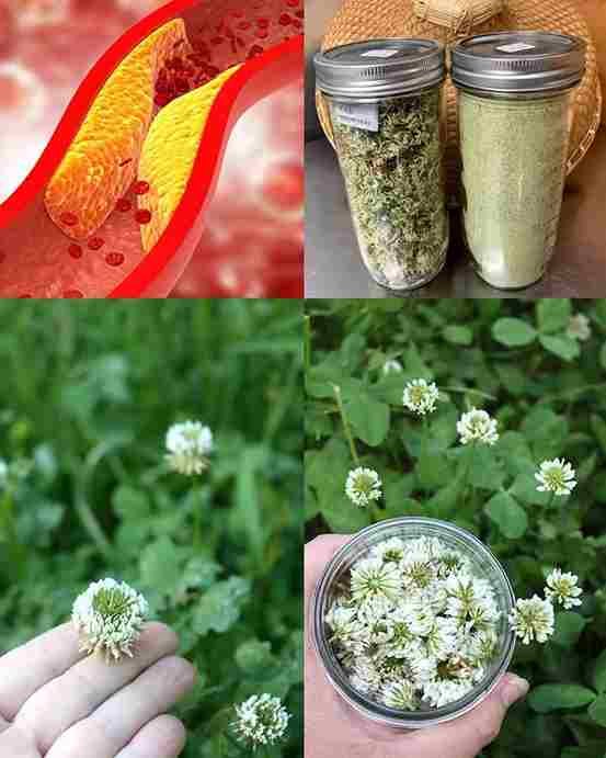 Bijela djetelina (Trifolium repens): 15 prednosti i kućne upotrebe