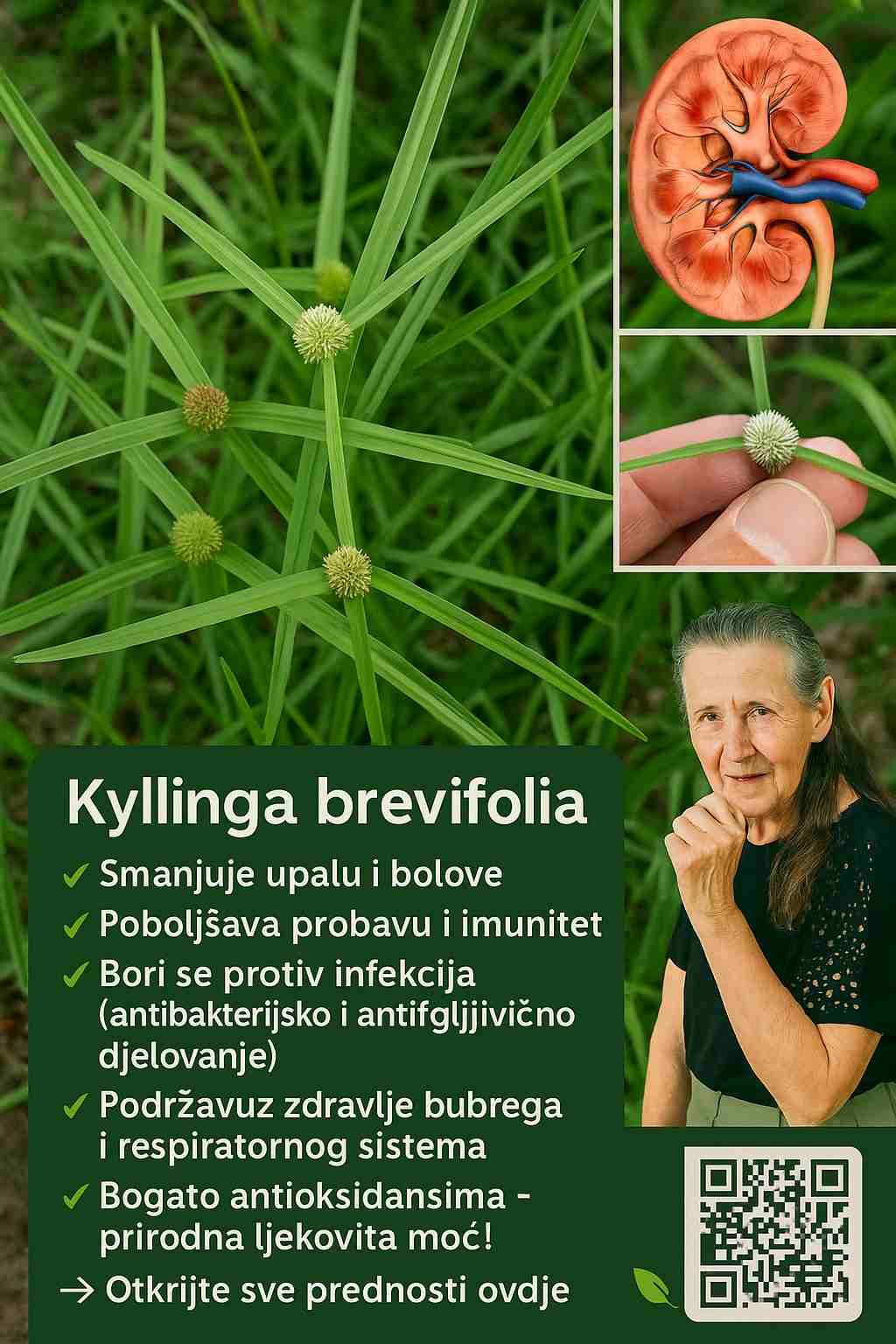 Guščja trava (naučni naziv Galium