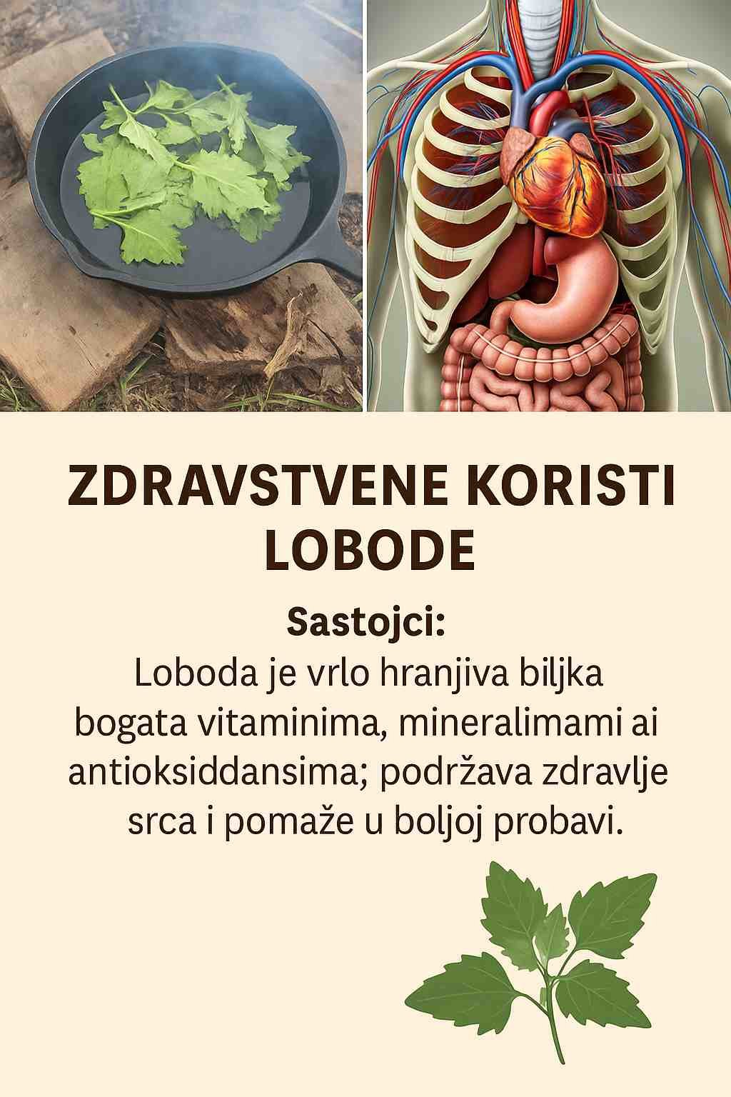 Otkrivanje zdravstvenih prednosti janjećih četvrti