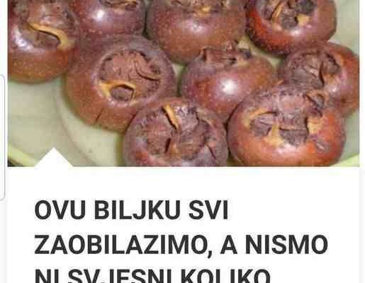 OVU BILJKU SVI ZAOBILAZIMO, A NISMO NI SVJESNI KOLIKO VRIJEDI: Evo zašto treba jesti MUŠMULE