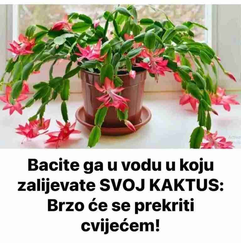 Bacite ga u vodu u koju zalijevate SVOJ KAKTUS: Brzo će se prekriti cvijećem!