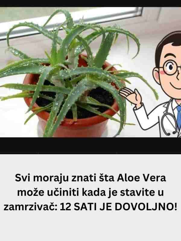 Svi moraju znati šta Aloe Vera može učiniti kada je stavite u zamrzivač: 12 SATI JE DOVOLJNO!