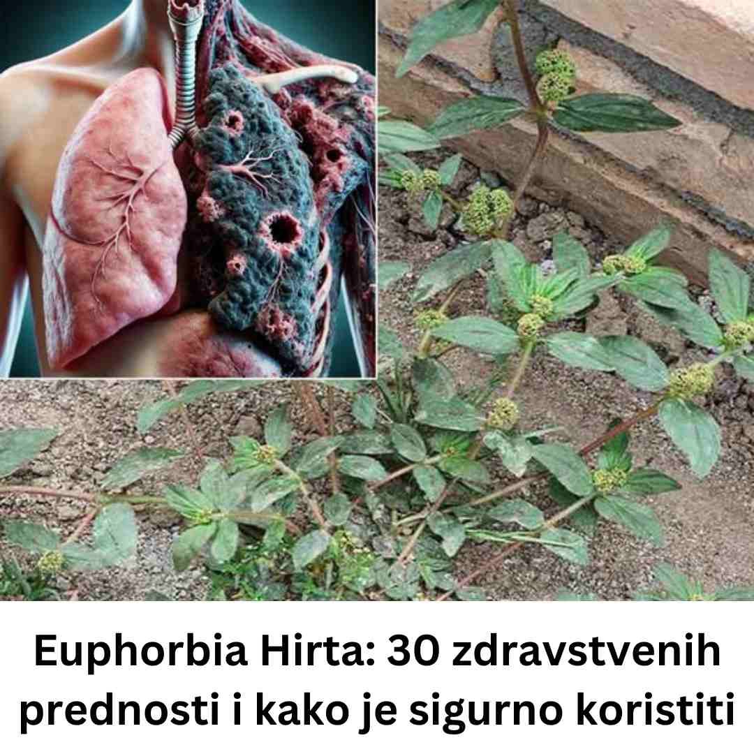 Euphorbia Hirta: 30 zdravstvenih prednosti i kako je sigurno koristiti