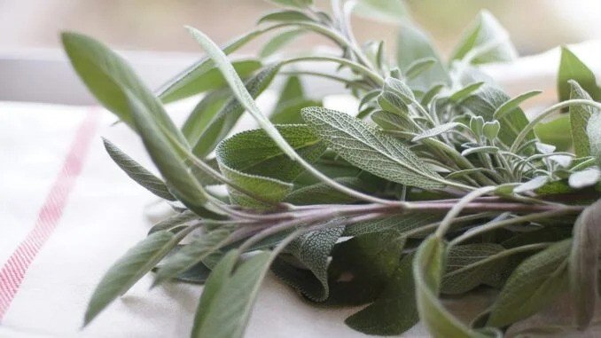 U pitanju je žalfija. Žalfija je posebno dobra za grlo, infekcije disajnih puteva, kao i infekcije u ustima. Korisna je i za želudačne infekcije i probleme u crijevima, a pomaže i pri smanjenju temperature, groznice i bolova u tijelu koji se javljaju na početku prehlade i gripa. Sa druge strane, naučno je dokazano da cimet može da očisti organizam od većine bakterija, čak i one otporne na standardne antibiotike, a pomaže i protiv Ešerihije koli. Zato isprobajte i vi neki od ovih recepata: Žalfija i cimet protiv infekcija disajnih puteva Rastopite dvije kašike šećera, pa prelijte sa pola litre mlijeka, kao kada pravite prepečeno mlijeko. Kad prokuha, skinite sa vatre i dodajte kašičicu usitnjene žalfije i pola kašičice cimeta. Ostavite da odstoji deset minuta, pa procijedite i pijte tri puta u toku dana. Kako se pravi rakija od žalfije Oko 250 g listića žalfije potopite u 1,5 litar rakije, najbolje lozovače. Ostavite da ostoji tri nedelje, procedite i pomješajte sa 1,5 kg neutralnog meda od bagrema. Prespite u staklene flaše i ostavite da stoji još tri nedelje. Povremeno promućkajte, a kad istekne to vrijeme, svakog dana pijte po malo. Tinktura od žalfije za prevenciju bolesti U decilitar 70-procentnog etilnog alkohola stavite 20 grama usitnjenih žalfijinih listića. Ostavite da stoji na toplom mjesec dana. Procijedite i prespite u bočicu. Po 10 do 15 kapi tinkture dodajte u malo vode, soka ili čaja tri puta dnevno. Ovo nije recept za trudnice i djecu, ali za odrasle je veoma kvalitetan!
