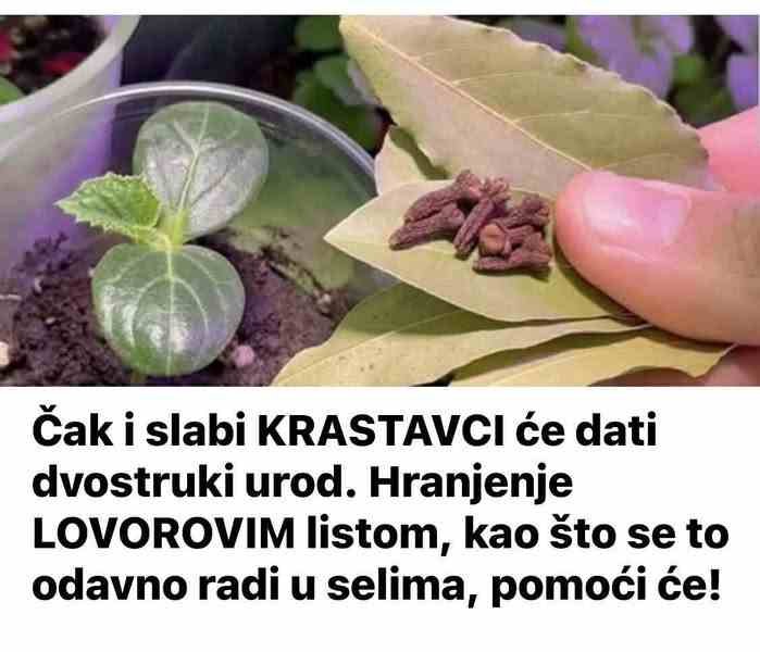 Čak i slabi KRASTAVCI će dati dvostruki urod. Hranjenje LOVOROVIM listom, kao što se to odavno radi u selima, pomoći će!