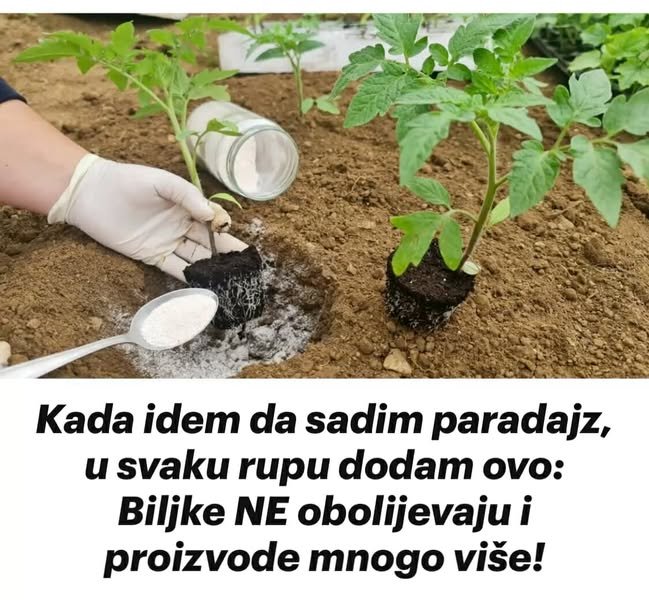 Kada idem da sadim paradajz, u svaku rupu dodam ovo: Biljke NE obolijevaju i proizvode mnogo više!