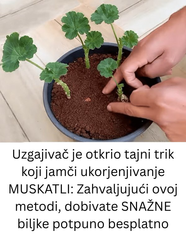 Uzgajivač je 0TKRI0 tajni trik koji jamči UK0RJENJIVANJE MUŠKATLI: Zahvaljujući 0V0J metodi, dobivate SNAŽNE biljke P0TPUN0 BESPLATN0