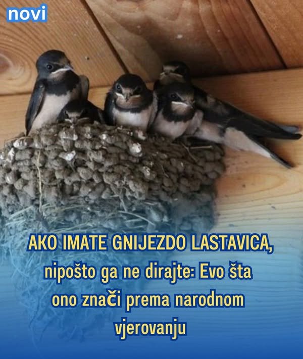 AKO IMATE GNIJEZDO LASTAVICA, nipošto ga ne dirajte: Evo šta ono znači prema narodnom vjerovanju
