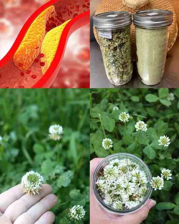 Bijela djetelina (Trifolium repens): 15 prednosti i upotreba u kućnoj pripremi