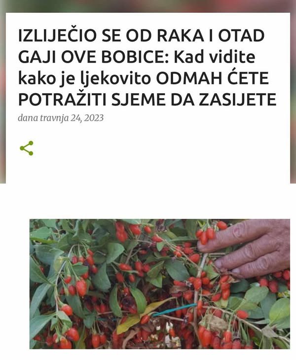 IZLIJEČIO SE OD RAKA I OTAD GAJI OVE BOBICE: Kad vidite kako je ljekovito ODMAH ĆETE POTRAŽITI SJEME DA ZASIJETE