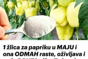 1 žlica za papriku u MAJU i ona ODMAH raste, oživljava i rađa 5 PUTA više: To je vrlo važan korak!