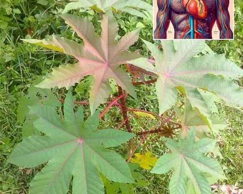 🌿 Chancapiedra — Biljka koja „lomila kamenje“ i mijenja prirodno zdravlje