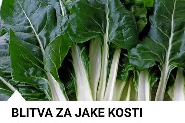 BLITVA ZA JAKE KOSTI I DOBAR VID – SPREMANJE NA DALMATINSKI NAČIN