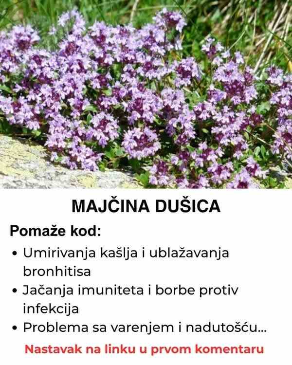 Majčina dušica – Nenadmašen prirodni lijek za skoro sve bolesti!