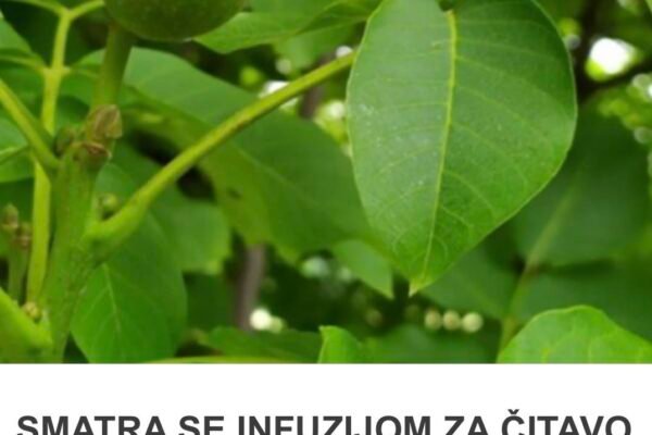 SMATRA SE INFUZIJOM ZA ČITAVO TIJELO: Jača želudac, poboljšava probavu i krvnu sliku, protiv čireva i kostobolje…