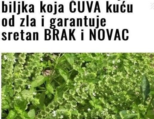 SVAKA ŽENA OVO MORA DA IMA: Ovo je biljka koja ČUVA kuću od zla i garantuje sretan BRAK i NOVAC SVAKA ŽENA OVO MORA DA IMA: Ovo je biljka koja ČUVA kuću od zla i garantuje sretan BRAK i NOVAC