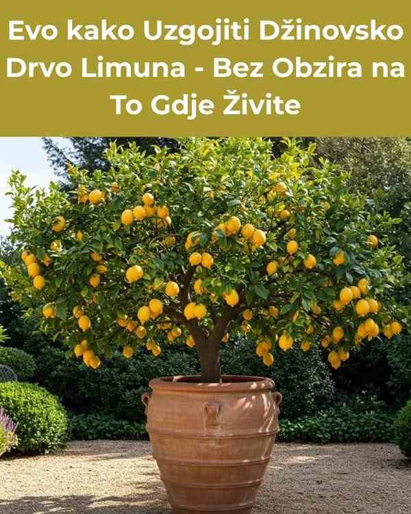 Evo kako Uzgojiti Džinovsko Drvo Limuna – Bez Obzira na To Gdje Živite