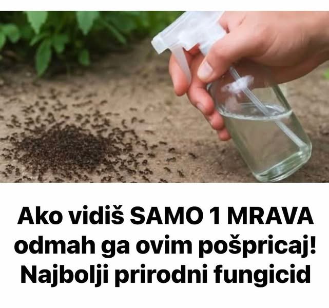 Ako vidiš SAMO 1 MRAVA odmah ga ovim pošpricaj! Najbolji prirodni fungicid