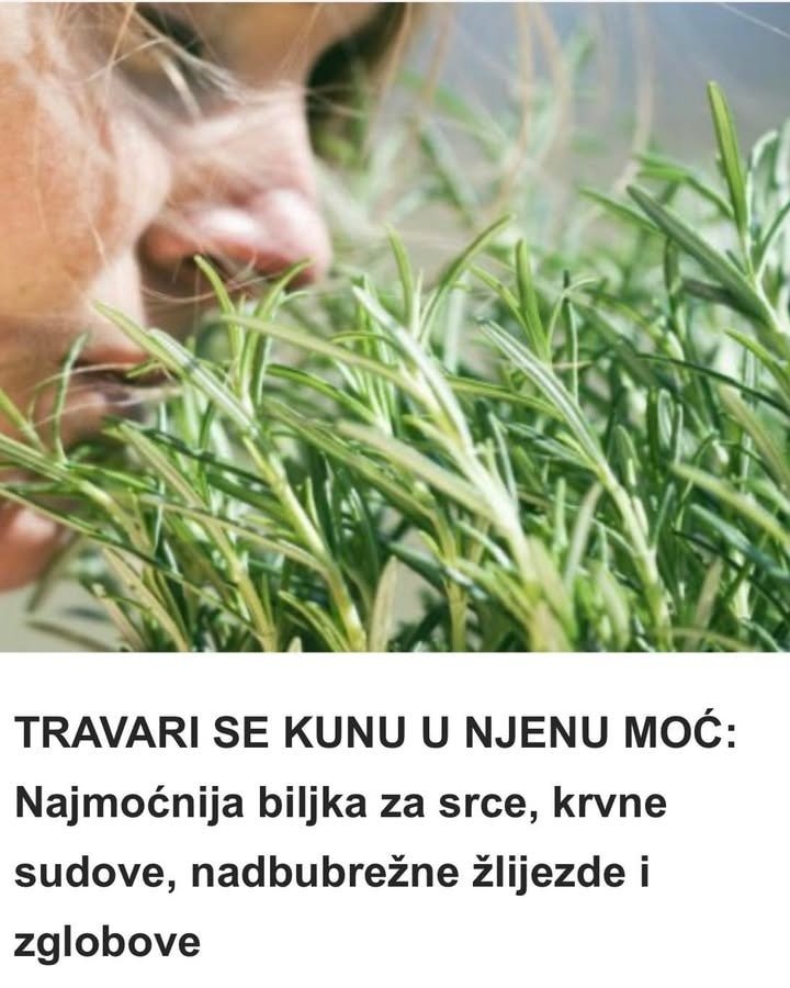 TRAVARI SE KUNU U NJENU MOĆ: Najmoćnija biljka za srce, krvne sudove, nadbubrežne žlijezde i zglobove