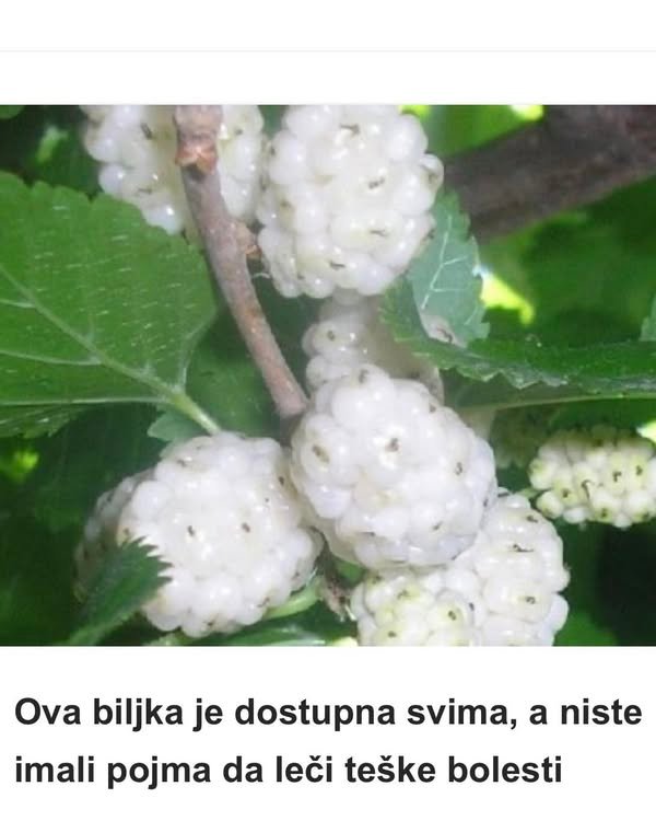 Ova biljka je dostupna svima, a niste imali pojma da leči teške bolesti