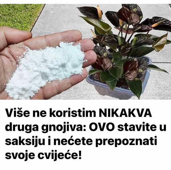 Više ne koristim NIKAKVA druga gnojiva: OVO stavite u saksiju i nećete prepoznati svoje cvijeće!