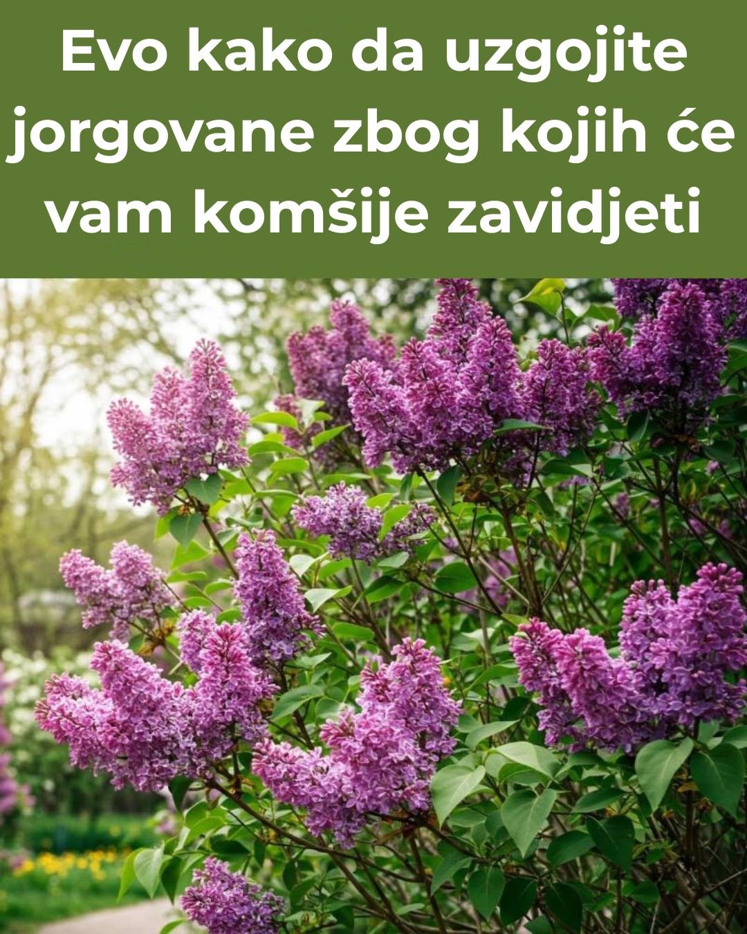 Evo kako da uzgojite jorgovane zbog kojih će vam komšije zavidjeti