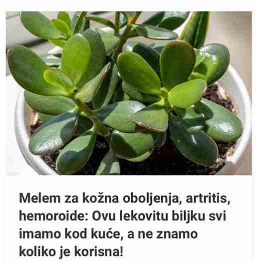 Melem Za Kožna Oboljenja, Artritis, Hemoroide: Ovu Lekovitu Biljku Svi Imamo Kod Kuće, A Ne Znamo Koliko Je Korisna!