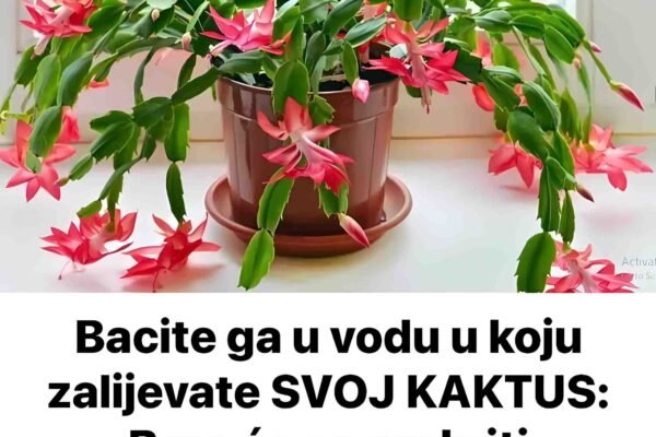 Bacite ga u vodu u koju zalijevate SVOJ KAKTUS: Brzo će se prekriti cvijećem!