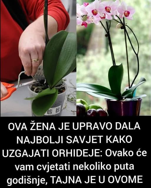 OVA ŽENA JE UPRAVO DALA NAJBOLJI SAVJET KAKO UZGAJATI ORHIDEJE: Ovako će vam cvjetati nekoliko puta godišnje, TAJNA JE U OVOME