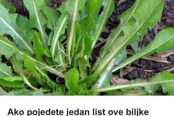 Ako pojedete jedan list ove biljke možete da spasite sebi život! Evo kako se koristi da bi u narednoj minuti mogao djelovati…